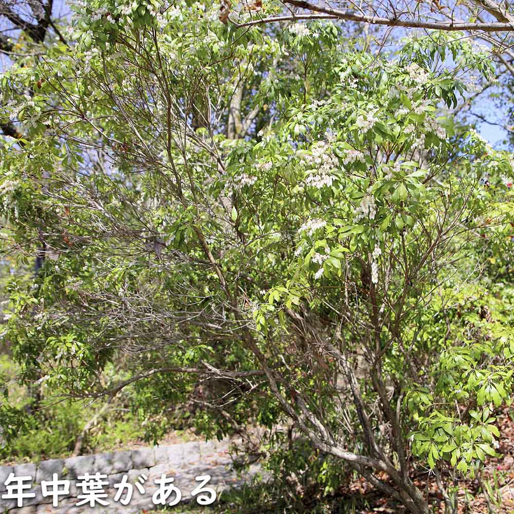 楽天市場】アセビ 1.2m 露地 2本 苗 : トオヤマグリーン