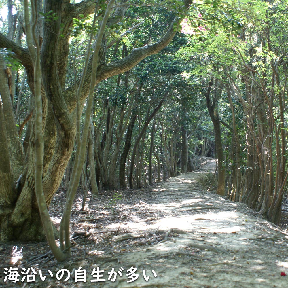 楽天市場】ウバメガシ 単木 2m 露地 苗木 : トオヤマグリーン