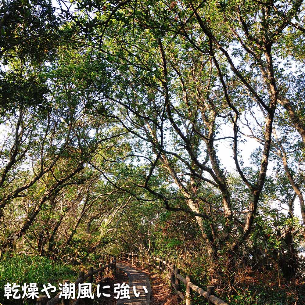 楽天市場】ウバメガシ 単木 2m 露地 苗木 : トオヤマグリーン