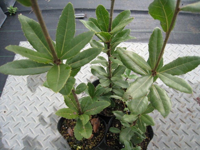 楽天市場】ウバメガシ 単木 2m 露地 苗木 : トオヤマグリーン