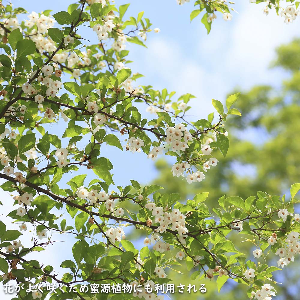 楽天市場】エゴノキ 株立ち 2m 露地 苗木 : トオヤマグリーン