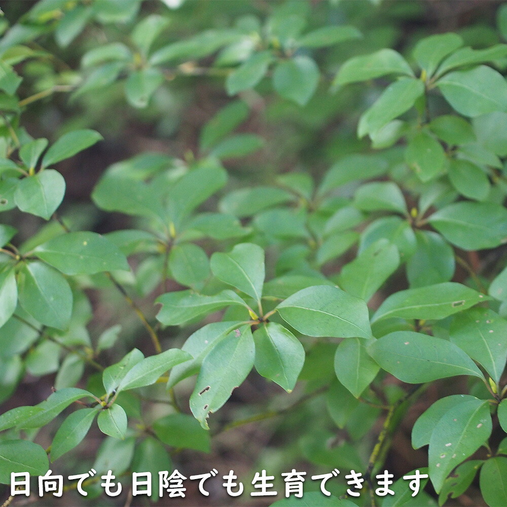 天然クロモジ 二本立苗木約270cm 楽天市場】クロモジ 株立ち 2m 露地