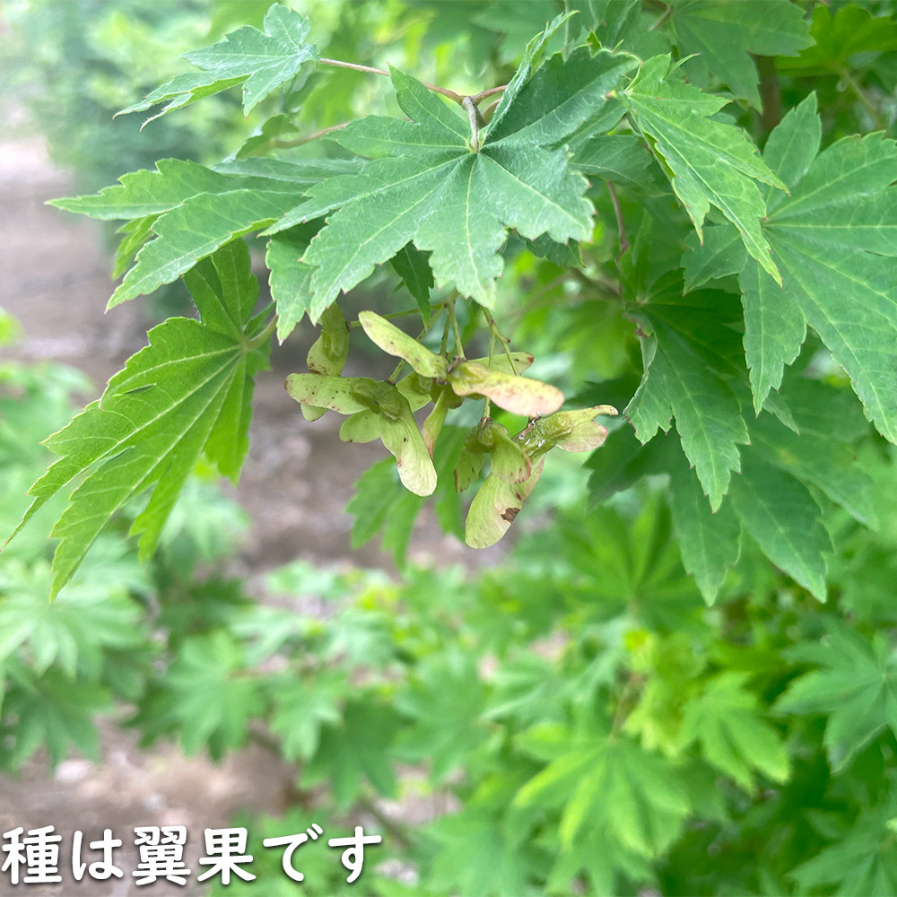 楽天市場】コハウチワカエデ 実生 1.2m 15cmポット 4本 苗 : トオヤマ
