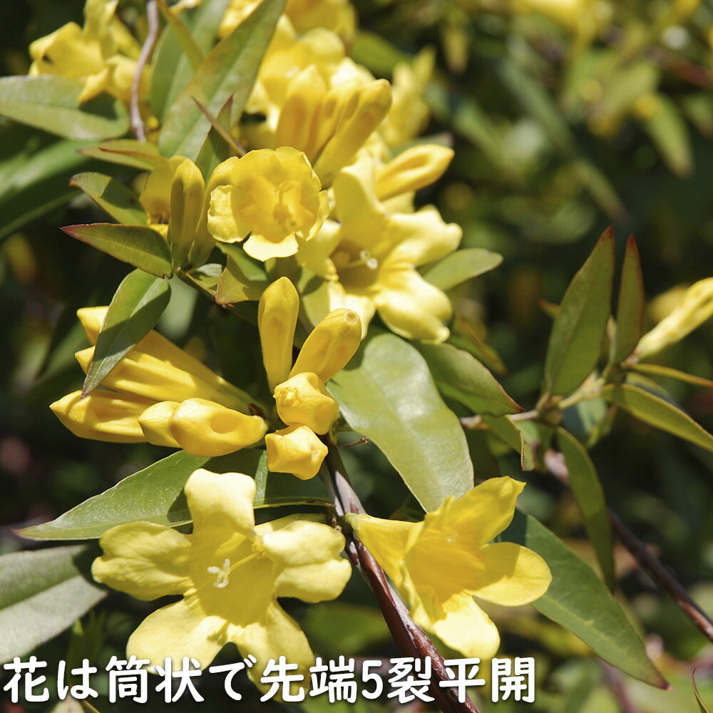 楽天市場】カロライナジャスミン 2m長尺13.5cmポット 2本 苗木