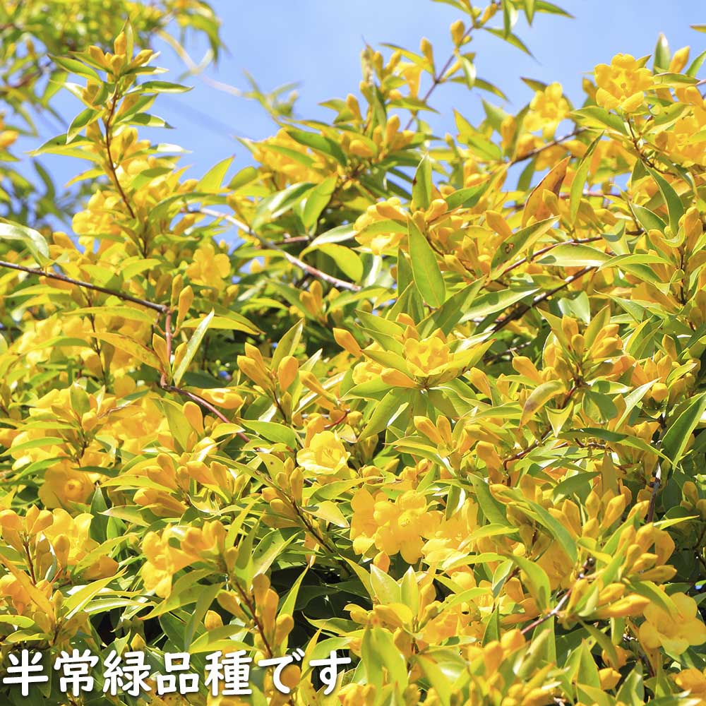 楽天市場】カロライナジャスミン 2m長尺13.5cmポット 2本 苗木