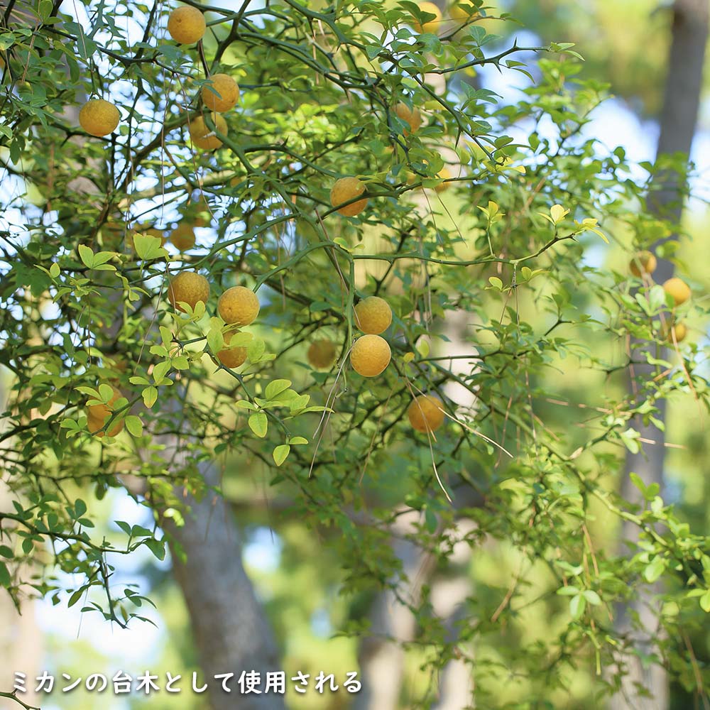 楽天市場】カラタチ 0.2m 10.5cmポット 50本 苗 : トオヤマグリーン