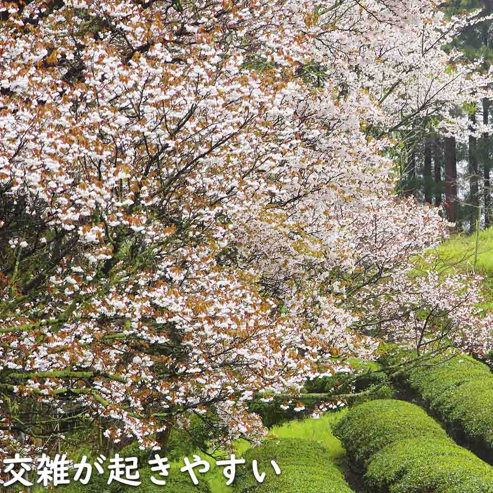 楽天市場】ヤマザクラ 株立ち 2.5m 露地 苗木 : トオヤマグリーン