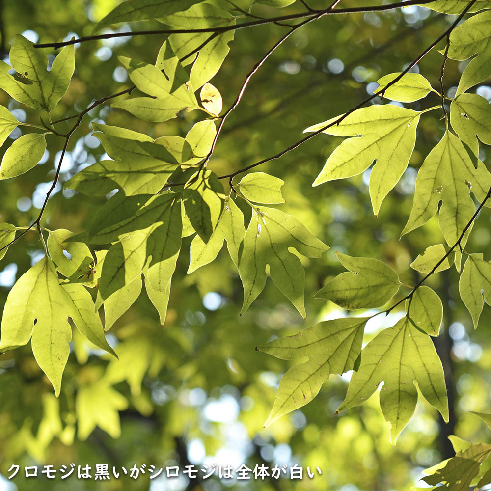 楽天市場】シロモジ 株立ち 1.5m 露地 苗木 : トオヤマグリーン