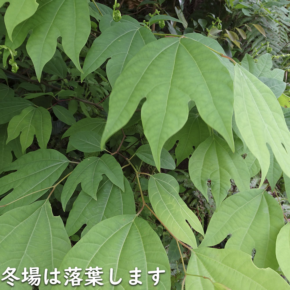 楽天市場】シロモジ 2m 露地 苗木 : トオヤマグリーン