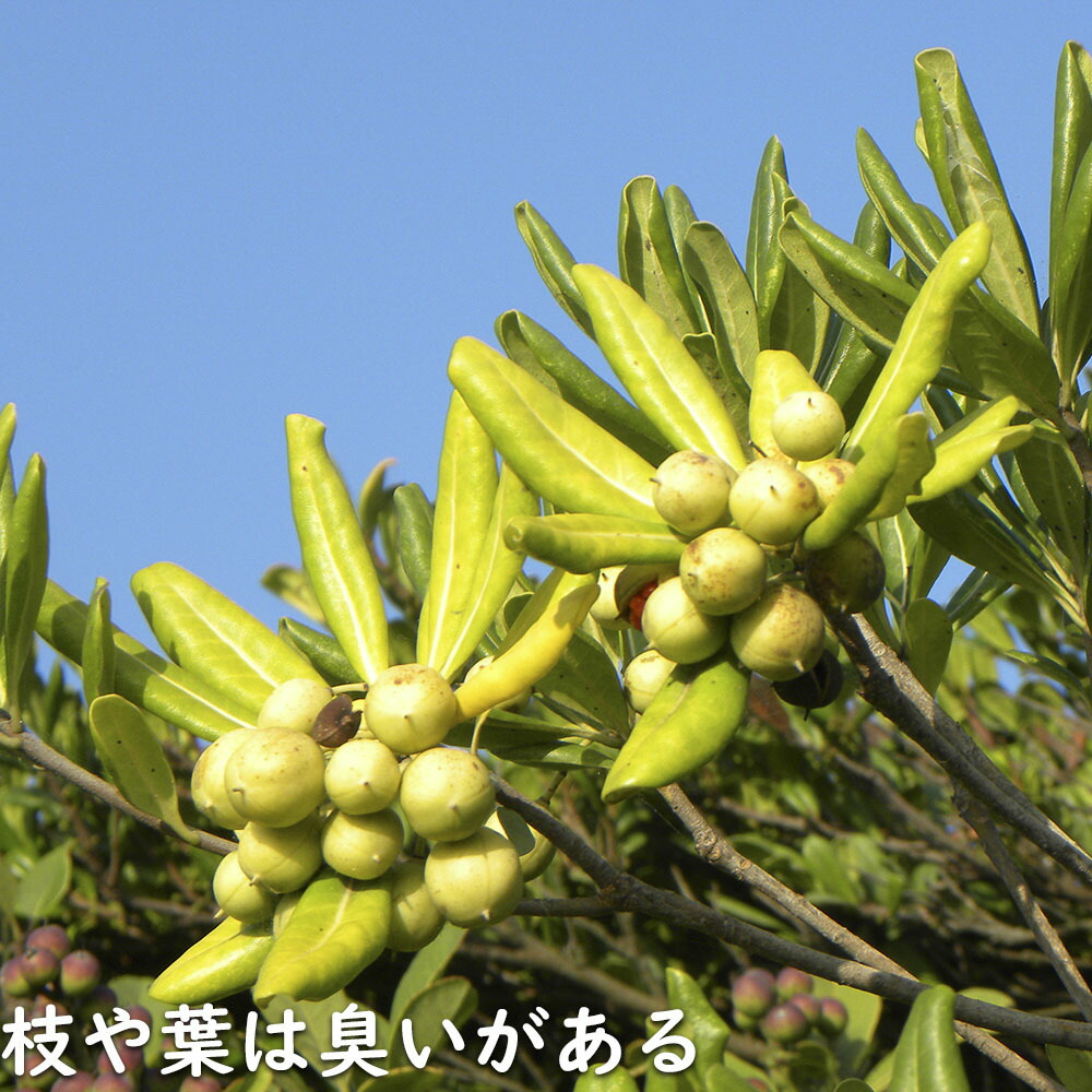 楽天市場】トベラ 2m 露地 苗木 : トオヤマグリーン