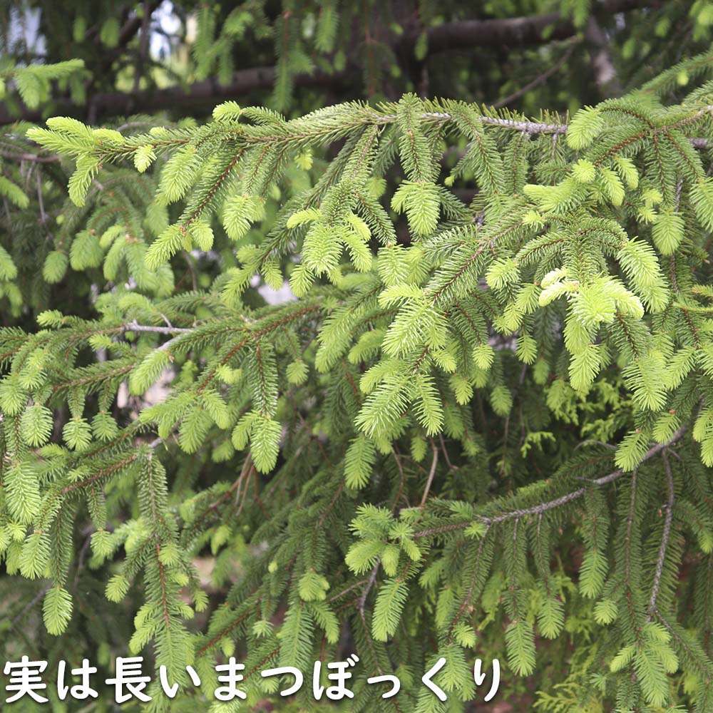 楽天市場】ドイツトウヒ 1.5m 露地 苗木 : トオヤマグリーン