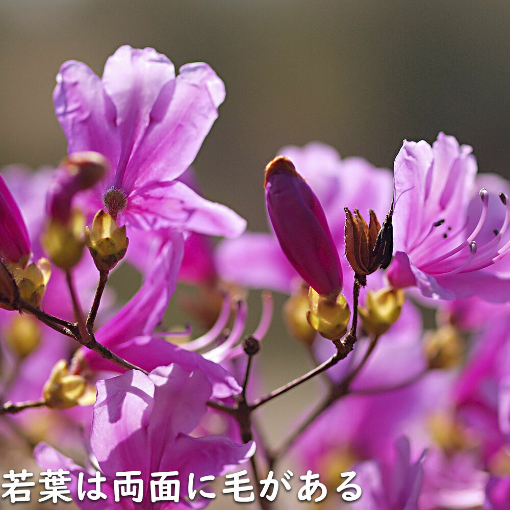 楽天市場】ミツバツツジ 2.5m 露地 苗木 : トオヤマグリーン