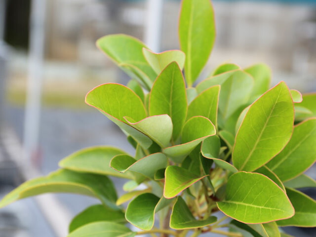 楽天市場】ロドレイア 単木 2.5m 露地 苗木 : トオヤマグリーン