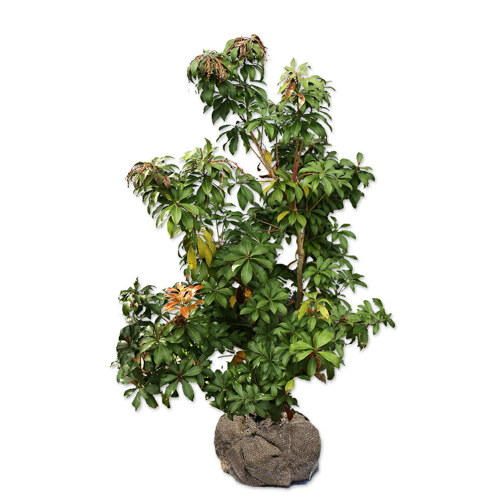 楽天市場】アセビ 0.8m 露地 苗 : トオヤマグリーン