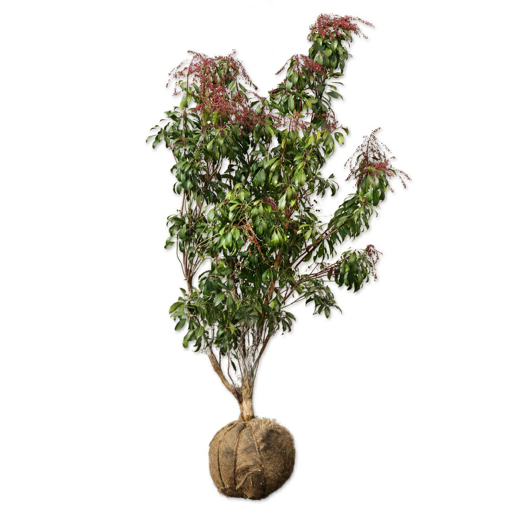 楽天市場】アセビ 1m 露地 苗 : トオヤマグリーン