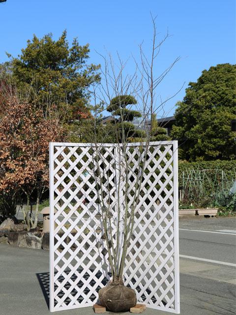 楽天市場】エゴノキ 株立ち 2.5m 露地 苗木 : トオヤマグリーン