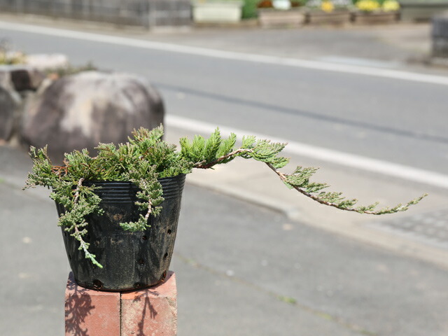 楽天市場】ウィルトニー 0.2m 15cmポット 苗 : トオヤマグリーン