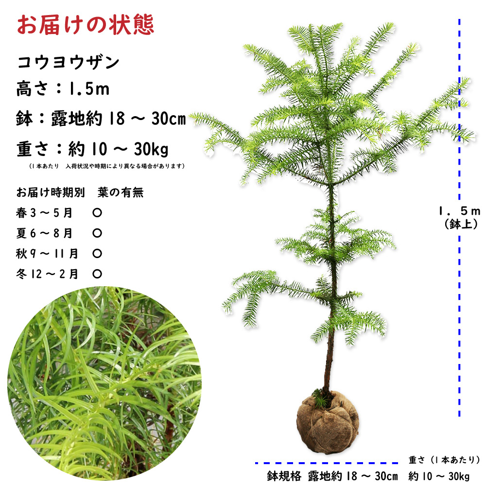 楽天市場】コウヨウザン 1.5m 露地 2本 苗木 : トオヤマグリーン