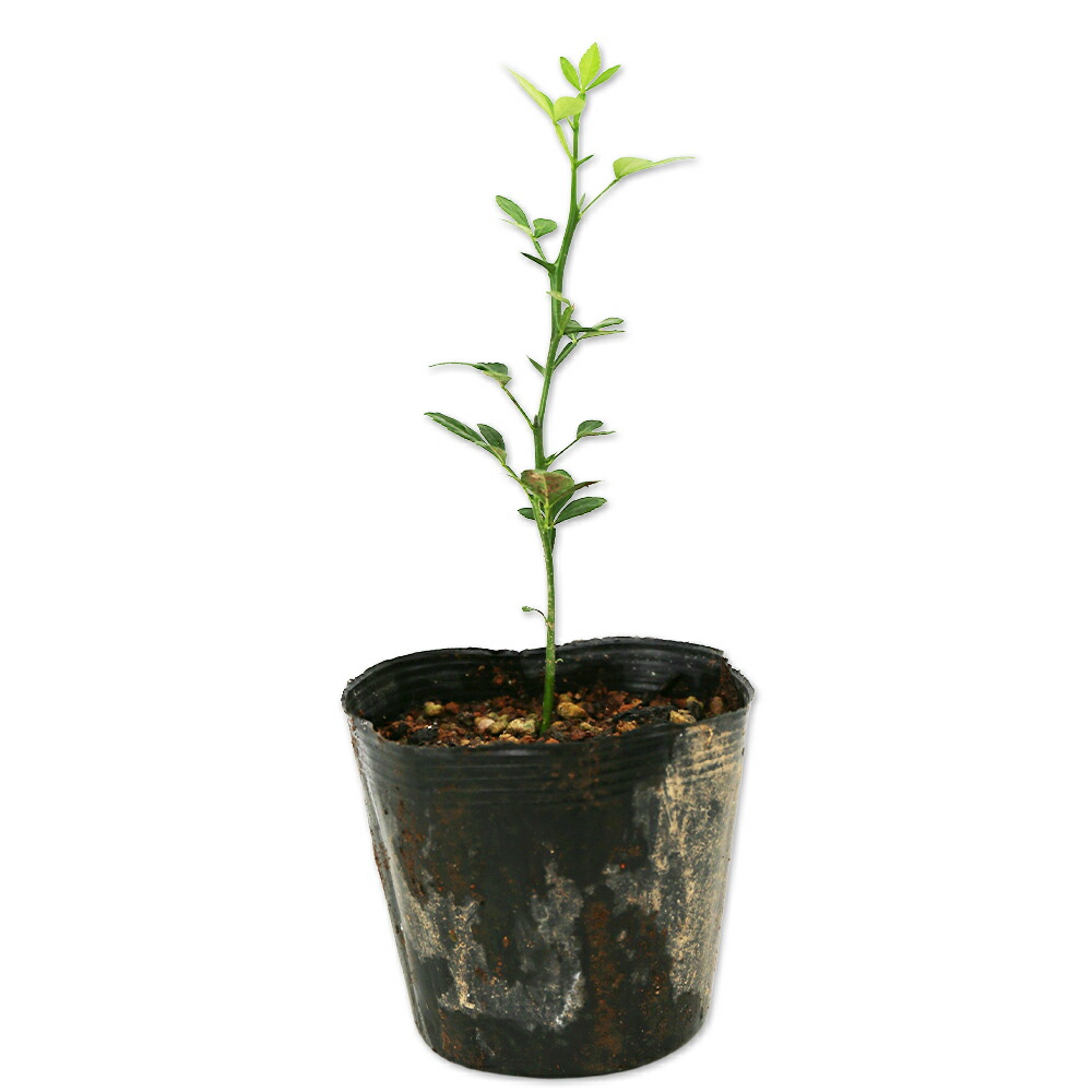 楽天市場】カラタチ 0.2m 10.5cmポット 苗 : トオヤマグリーン