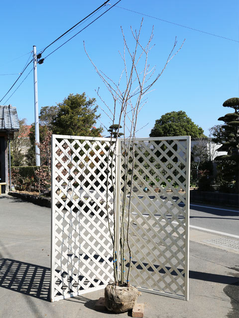 楽天市場】ヤマザクラ 株立ち 2.5m 露地 苗木 : トオヤマグリーン