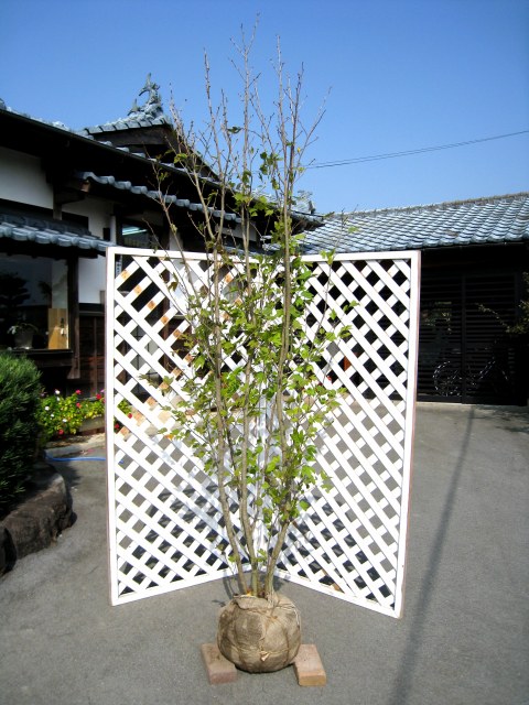 楽天市場】シロモジ 株立ち 1.5m 露地 苗木 : トオヤマグリーン