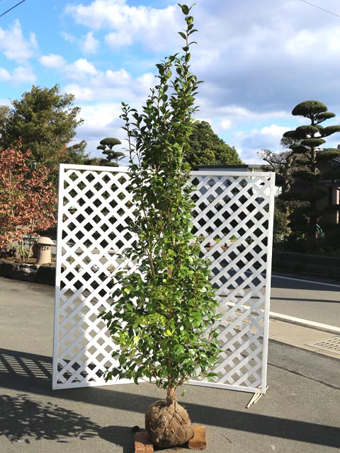 楽天市場】ツバキ ヤブツバキ 2.5m 露地 2本 苗木 : トオヤマグリーン