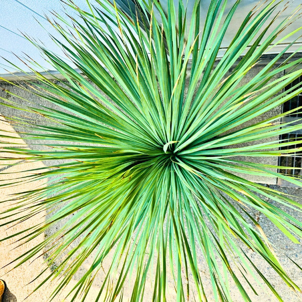 楽天市場】【一点もの】ユッカ ロストラータ 10号鉢 1.0m(鉢底から)幅