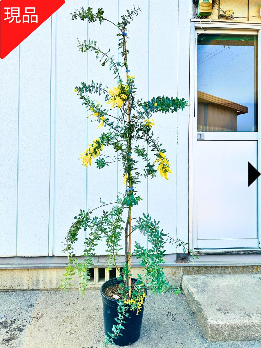 楽天市場】【1/13花芽あり】【現品発送】ギンヨウアカシア 樹高1.5-2.3