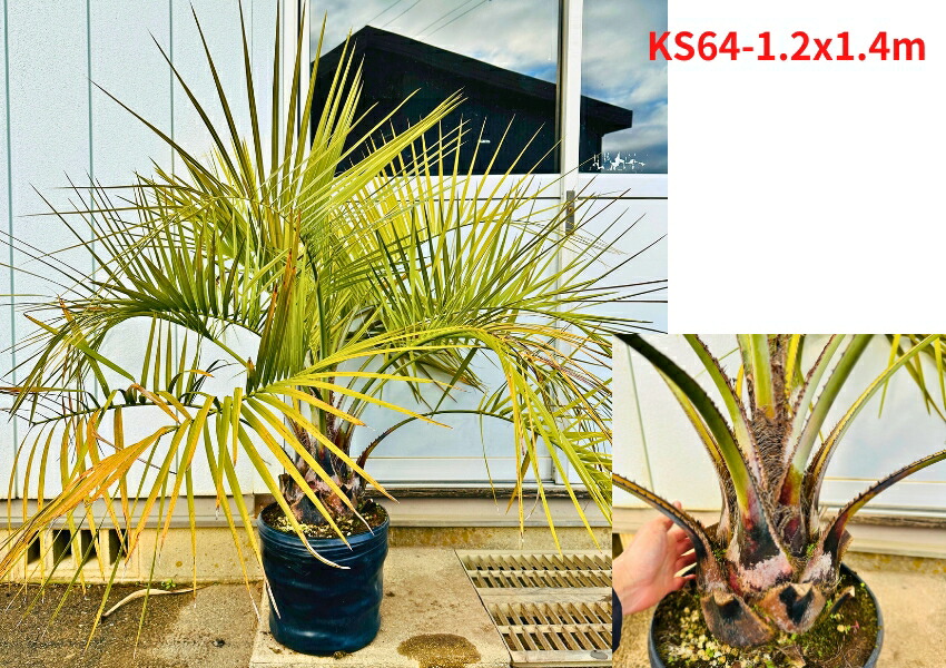 楽天市場】【現品発送】 ココスヤシ 10号 樹高1.2-1.3m(鉢底から) 南国