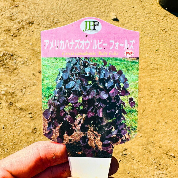 楽天市場】【現品発送】シダレアメリカハナズオウ (ルビーフォールズ