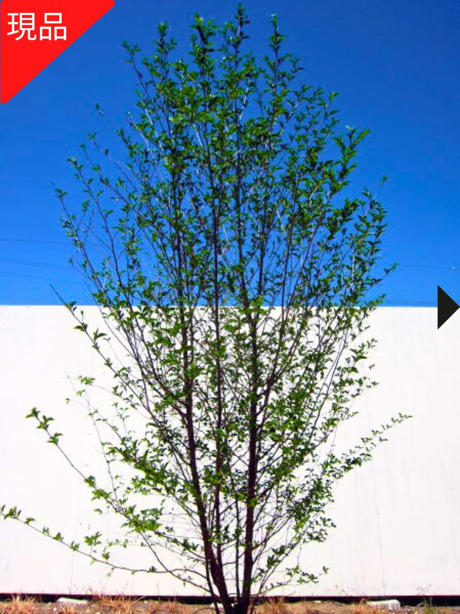 楽天市場】【現品発送】エゴノキ 本株立ち 樹高2.3-2.5m(根鉢含まず