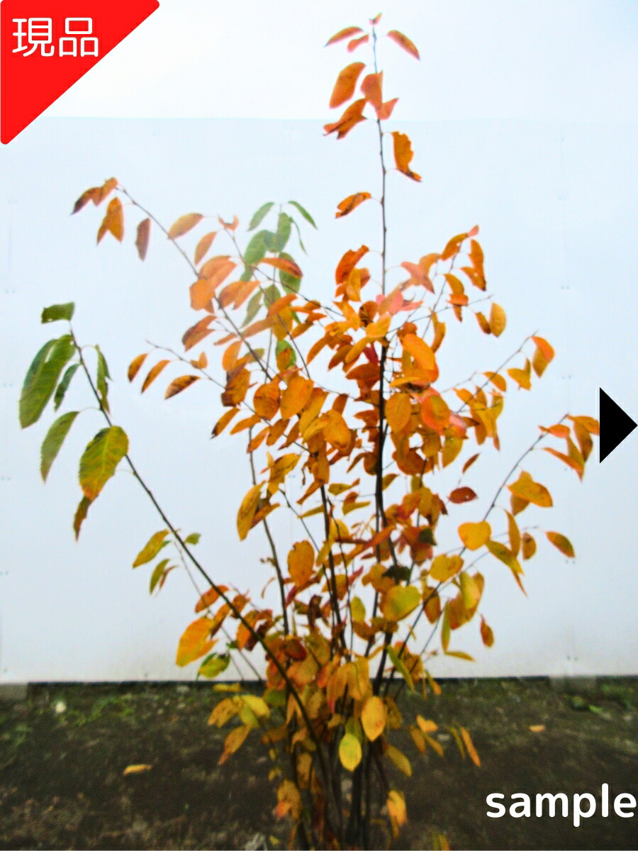 楽天市場】【現品発送】ジューンベリー 株立ち 樹高1.5m-1.9m(鉢底から