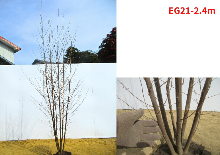 楽天市場】【現品発送】エゴノキ 本株立ち 樹高2.3-2.5m(根鉢含まず