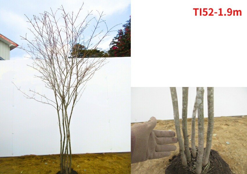 楽天市場】【現品発送】ツリバナ 株立ち 樹高1.9-2.0m(根鉢含まず