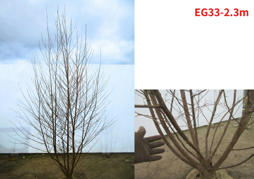 楽天市場】【現品発送】エゴノキ 本株立ち 樹高2.3-2.5m(根鉢含まず