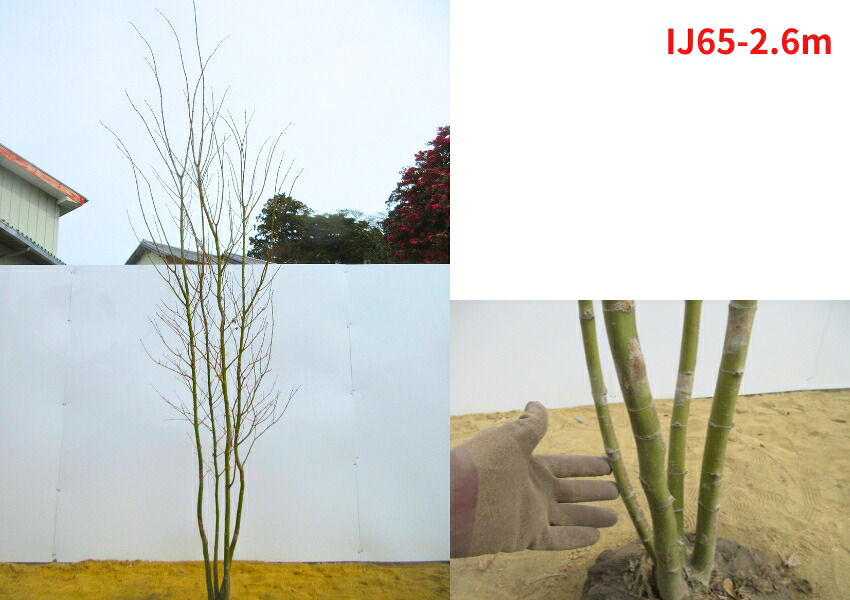 楽天市場】【現品発送】イロハモミジ 本株立ち 樹高2.4-2.6m(根鉢含ま