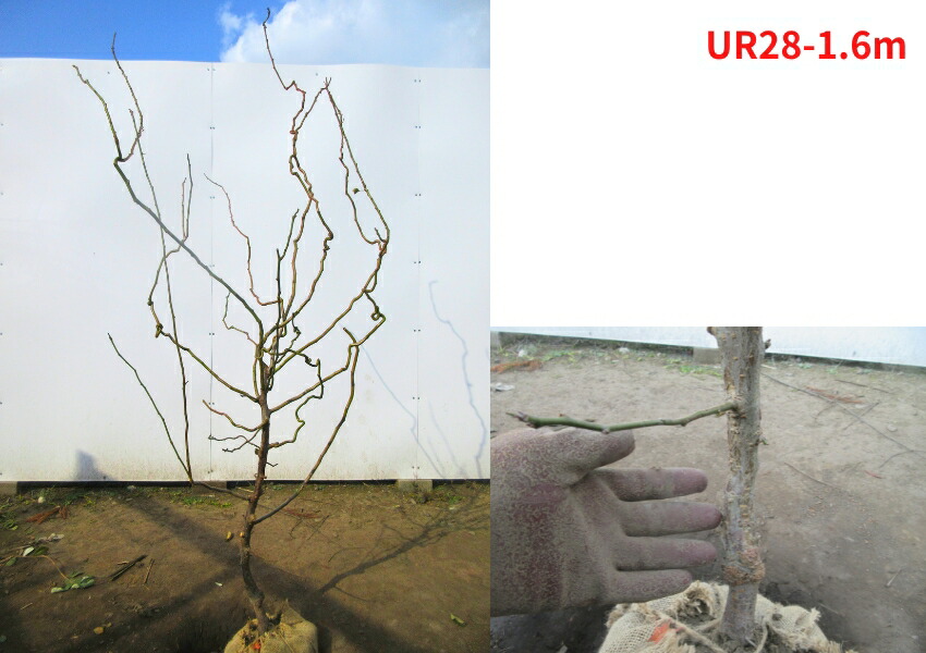 楽天市場】【現品発送】雲竜梅（ウンリュウバイ）樹高1.4-1.6m(根鉢