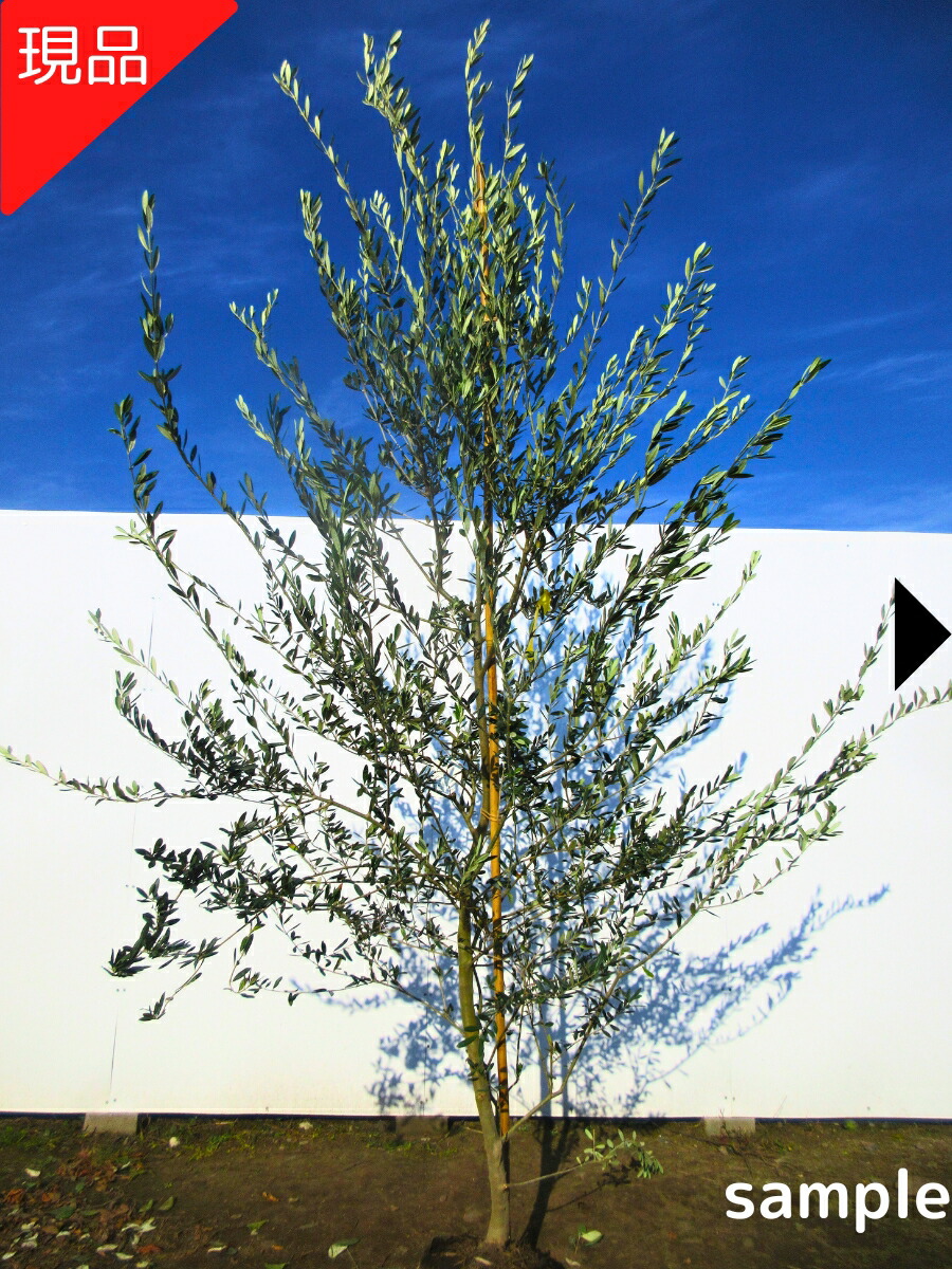 楽天市場】【現品発送】オリーブの木(マンザニロ) 樹高2.4m-2.6m(根鉢