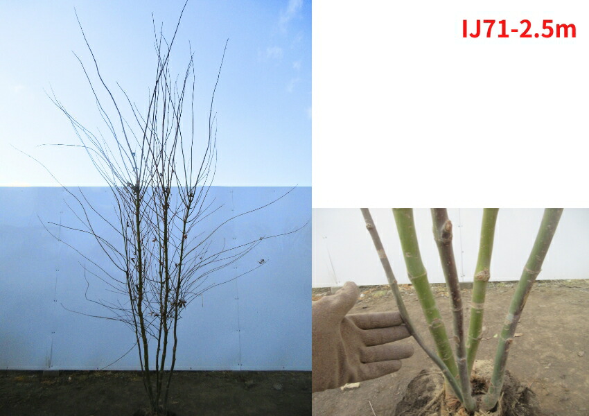 楽天市場】【現品発送】イロハモミジ 本株立ち 樹高2.4-2.6m(根鉢含ま