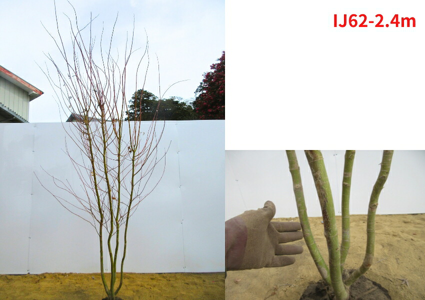 楽天市場】【現品発送】イロハモミジ 本株立ち 樹高2.4-2.6m(根鉢含ま