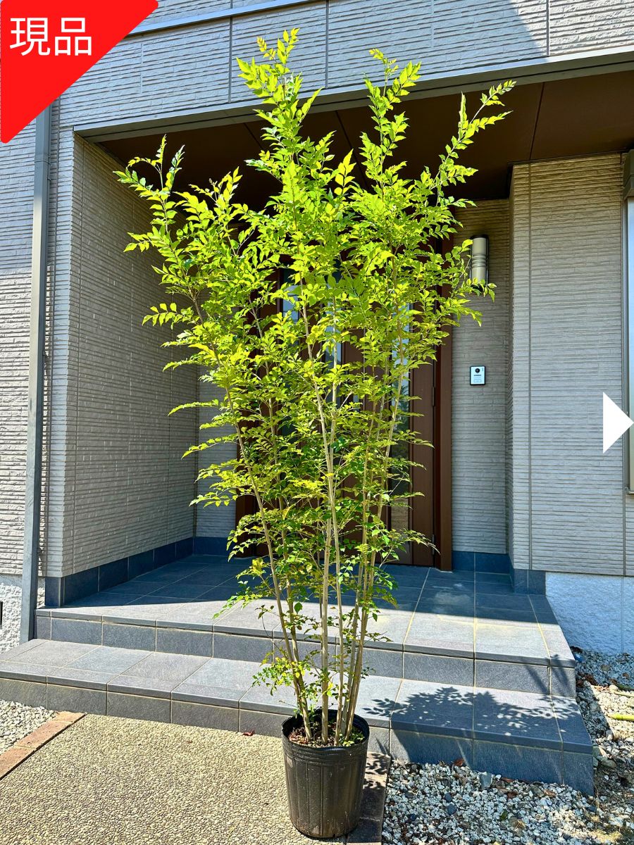 楽天市場】カツラ 株立ち 樹高2.0m前後(根鉢含まず) シンボルツリー