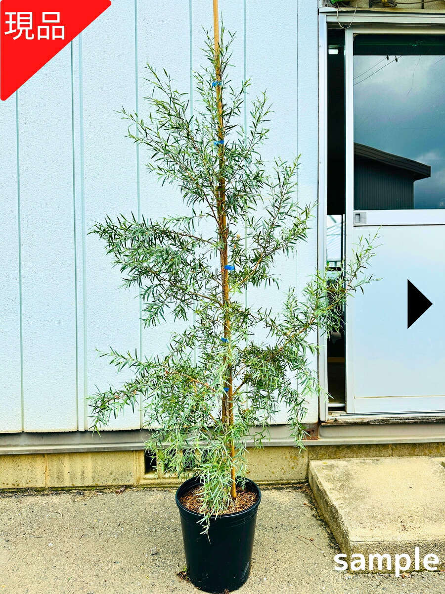 楽天市場】【スーパーセール10%OFF】【現品発送】シルバーティーツリー