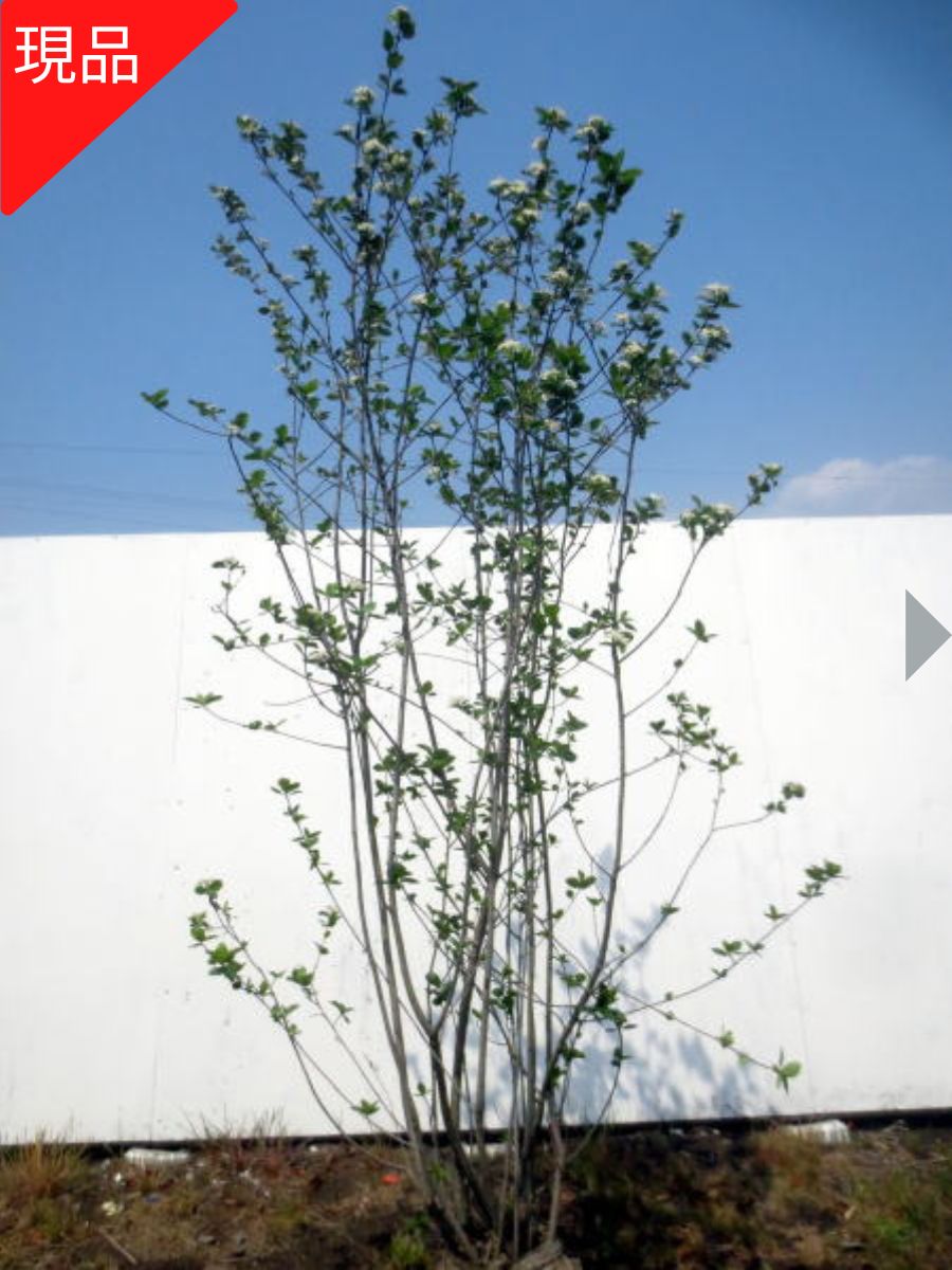 楽天市場】【現品発送】アロニア(チョコレートベリー) 株立ち 樹高1.3