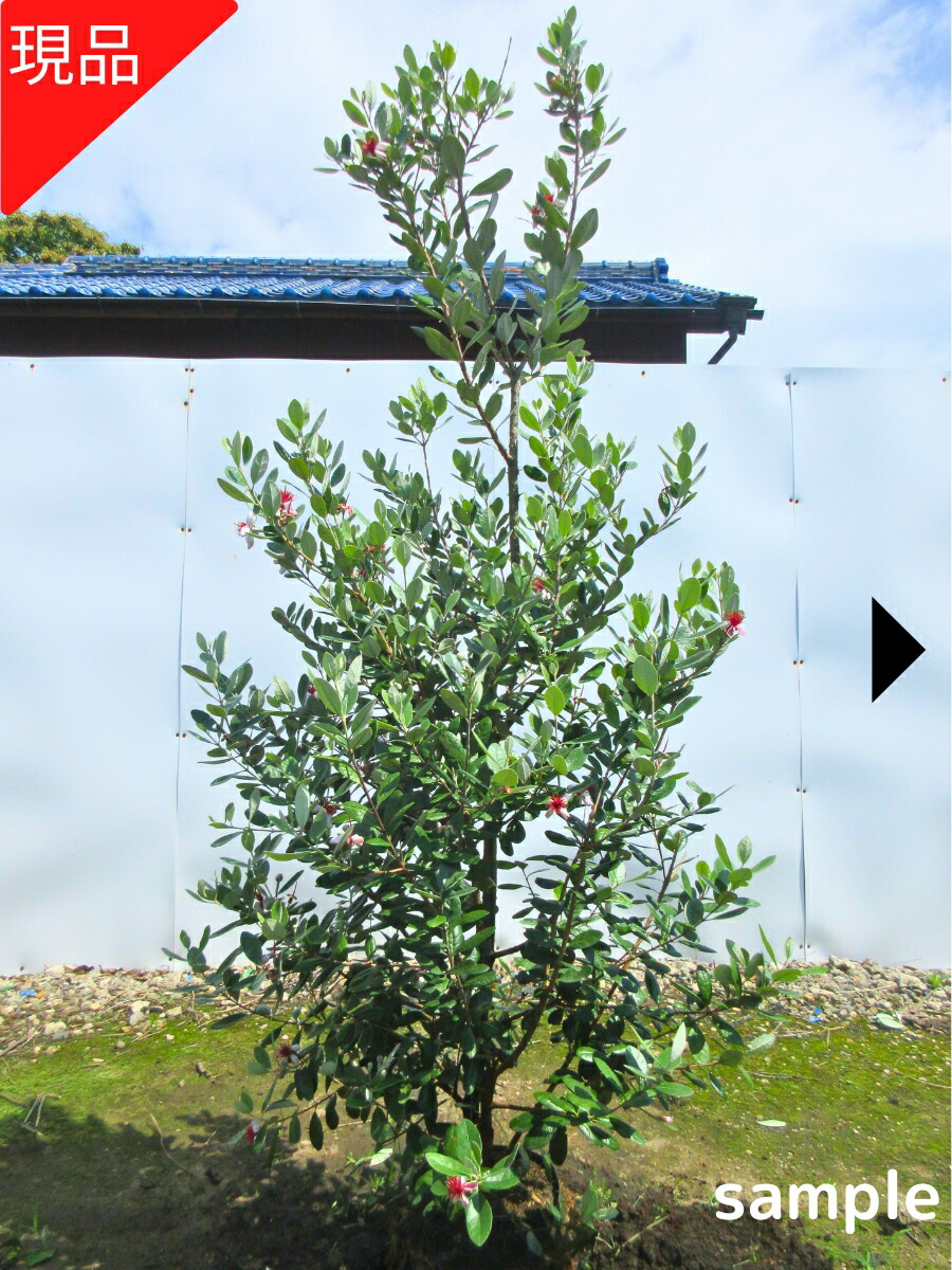 楽天市場】【現品発送】フェイジョア(トライアンフ) 樹高1.7-1.8m(根鉢