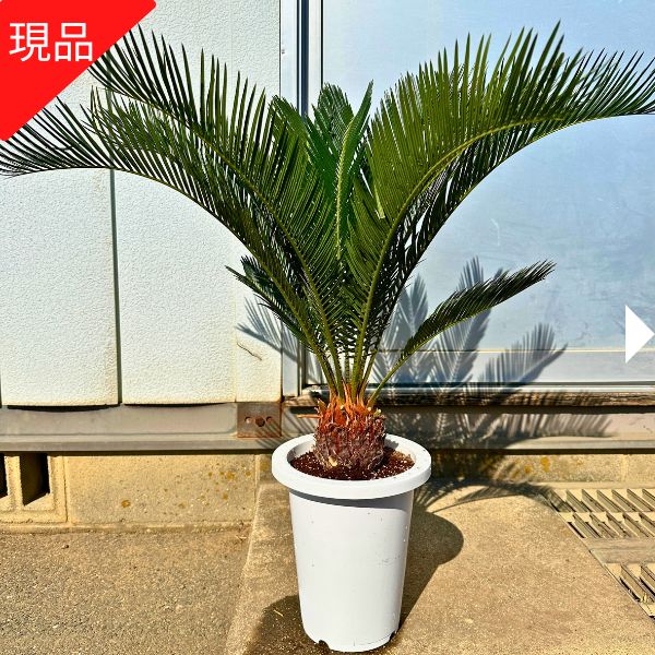 楽天市場】【現品発送】ソテツ(蘇鉄) 7号 樹高0.7-0.8m(鉢底から