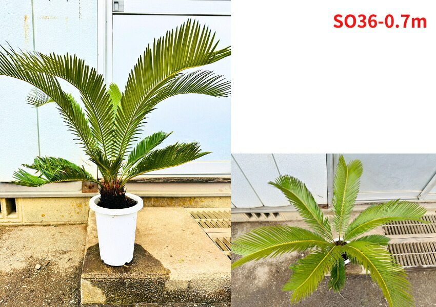 楽天市場】【現品発送】ソテツ(蘇鉄) 7号 樹高0.7-0.8m(鉢底から
