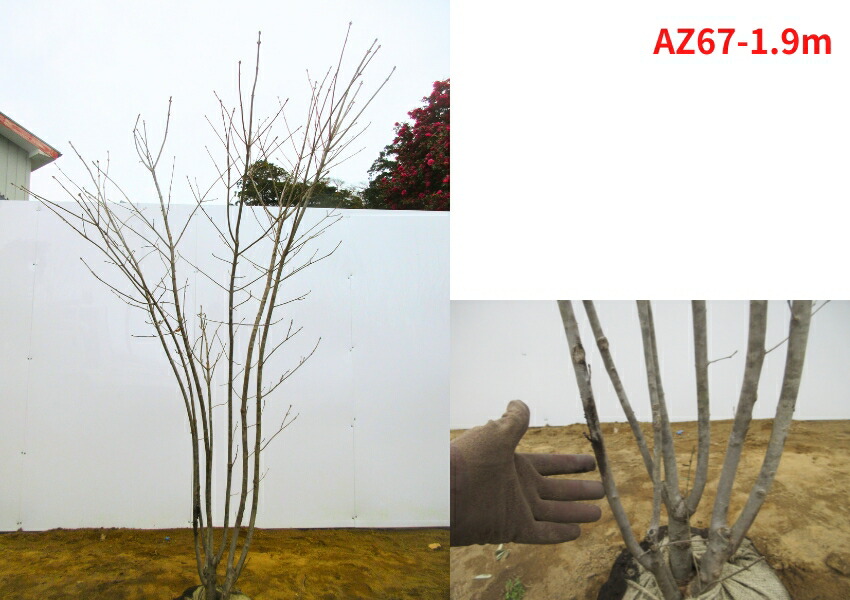 楽天市場】【現品発送】アオダモ 株立ち 樹高1.8-2.2m(根鉢含まず