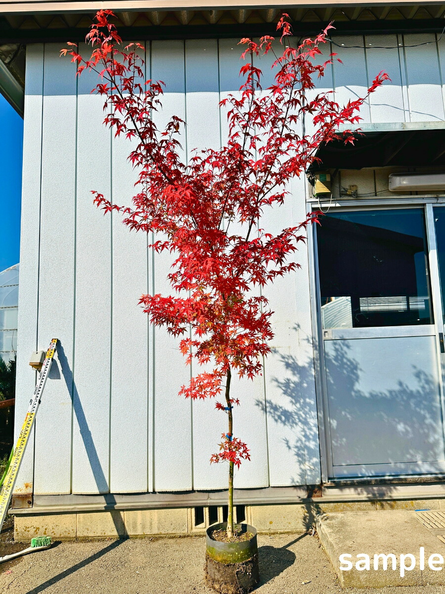 楽天市場】イロハモミジ 単木 樹高1.8m前後(根鉢含まず） 苗木 苗