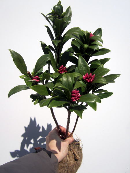 楽天市場】沈丁花 ジンチョウゲ 赤花 苗 【送料無料】30cm前後(鉢底