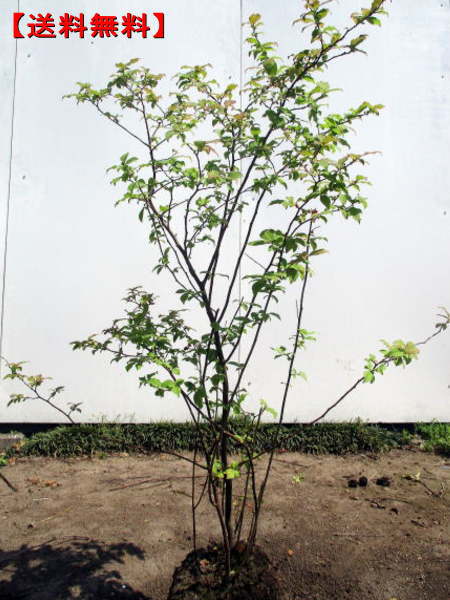 楽天市場】ナツハゼ樹高0.6m前後(根鉢含まず) 夏櫨 庭木 植木 落葉樹